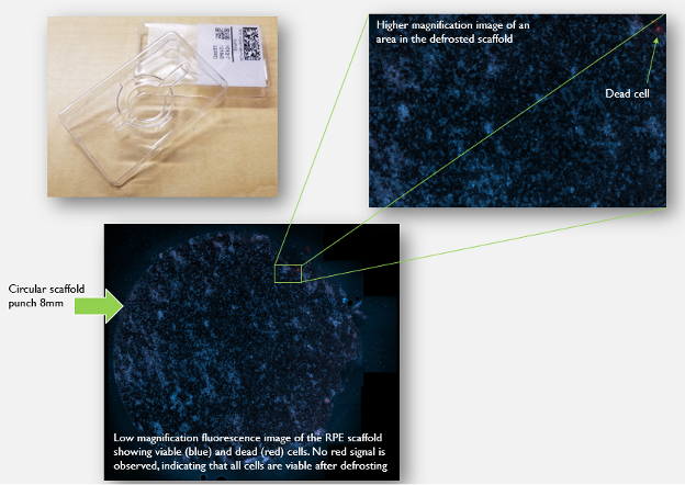 Low magnification fluorescence image of the RPE scaffold showing viable (blue) and dead (red) cells. no red signal is observed, indicating that all cells are viable after defrosting. 
