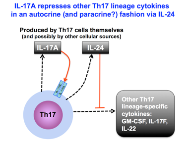 IL-17A represses other TH17 lineage cytokines in an autocrine (and paracrine?) fashion via IL-24.