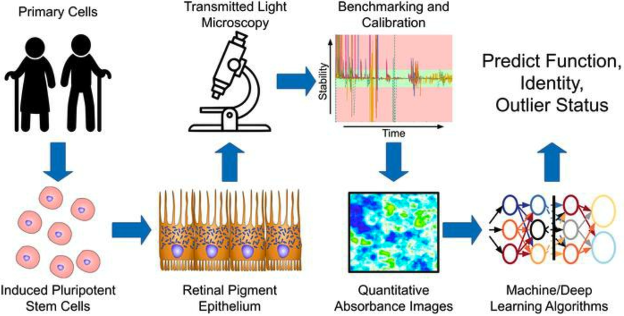 Primary cells -> induced pluripotent stem cells ->retinal pigment epithelium->transmitted light microscopy->benchmarking and calibration->quantitative absorbance images->machine/deep learning algorithms->predict function, identity, outlier status