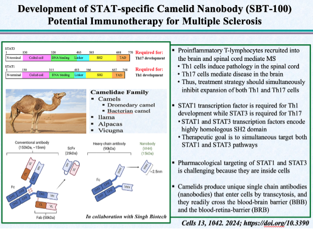 Development of STAT-specific Camelid Nanobody (SBT-100) Potential Immunotherapy for Multiple Sclerosis