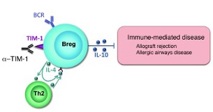 Diagram of how B cells induce their conversion into Il-10