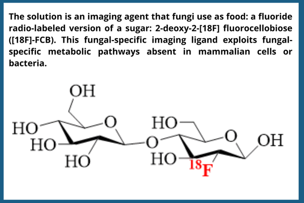 The solution is an imaging agent that fungi use as food: a fluoride radio-labeled version of sugar: 2-deozy-2-[18F] fluorocellobiose 9[18F]-FCB). This fungal-specific imaging ligand exploits fungal-specific metabolic pathways absent in mammalian cells or bacteria. 
