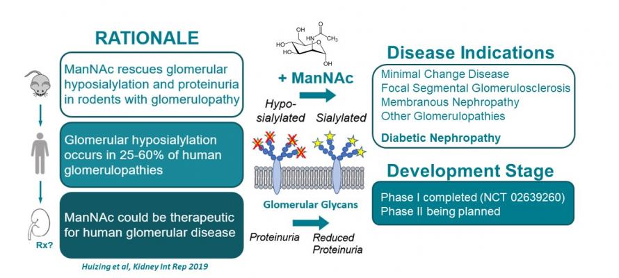 ManNAc rescues glomerular hyposialylation and proteinuria in rodents with glomerulopathy. Glomerular hyposialylation occurs in 25-60% of human glomerulopathies. ManNAc could be therapeutic for human glomerular disease.